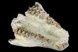 Partial, Fossil Oreodont (Merycoidodon) Skull - Wyoming #174371-5